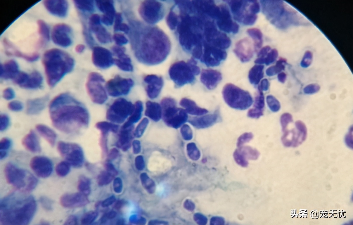 猫咪感染癣,猫咪感染猫癣怎么办