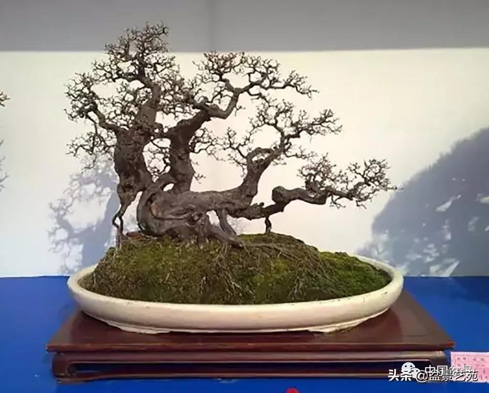 雀梅盆景艺术鉴赏图片,红芽雀梅盆景冬天怎么养护