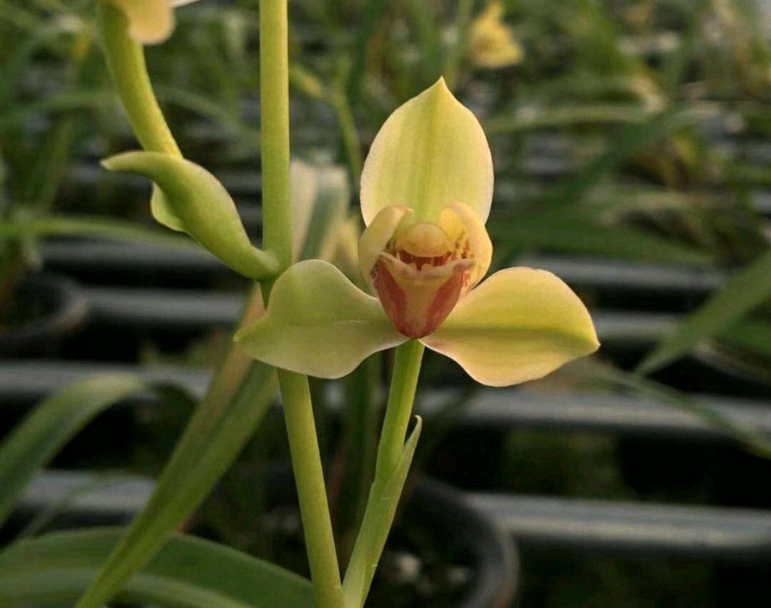 建兰一品梅和夏皇梅哪个好养,春剑皇梅好养吗