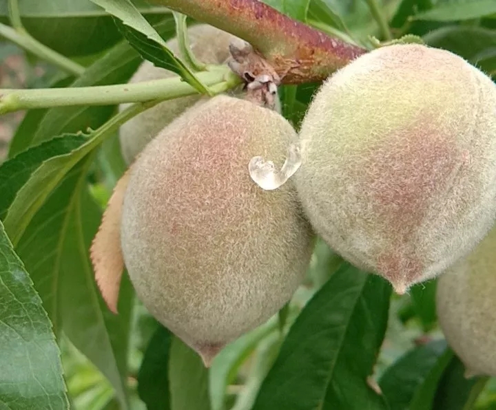 桃树果实流胶是什么原因如何防治,桃树流胶和穿孔病用什么药