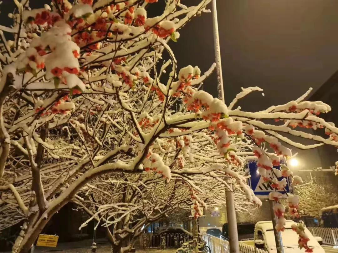 玉田雪化了吗,雪后有什么变化