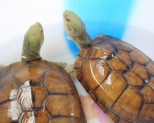 看图识龟,看图识物