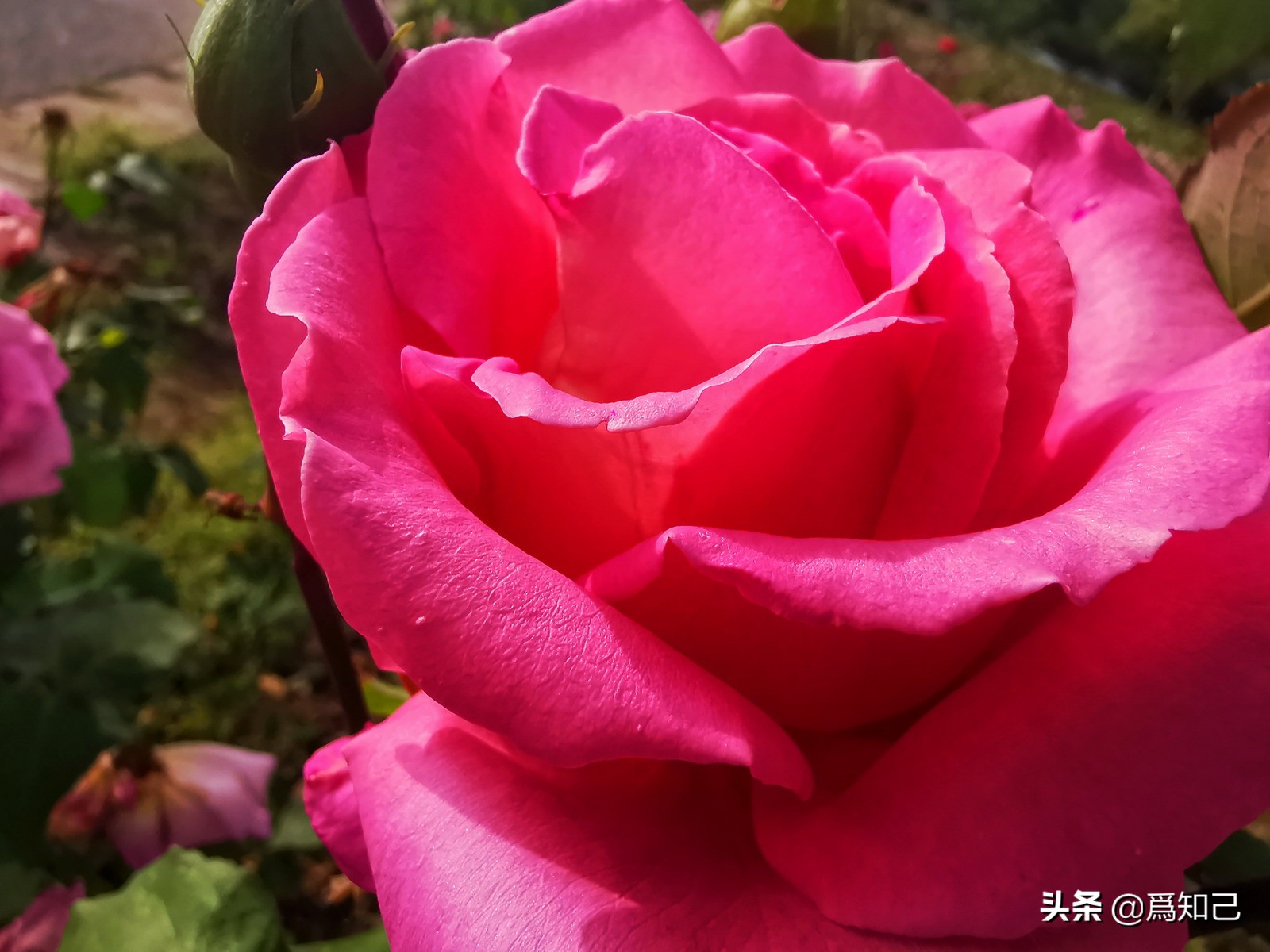 湖边矮花海怎么拍照好看,草原花海拍照怎么拍出高级感