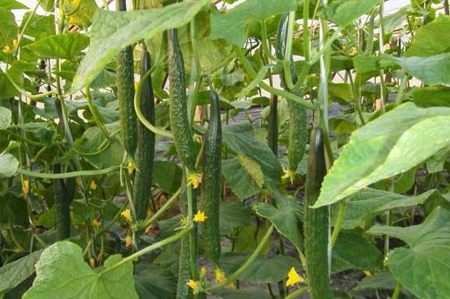 黄瓜长得很高不开花了怎么办呢,黄瓜怎么才能长得又好又快