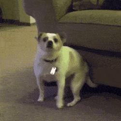 猫狗常用药品大全,猫狗必备药