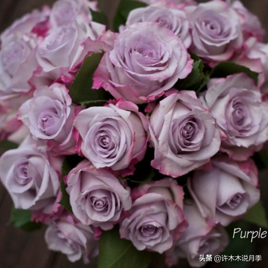 月季有盲枝是什么原因,春天月季全部都是盲芽是什么原因