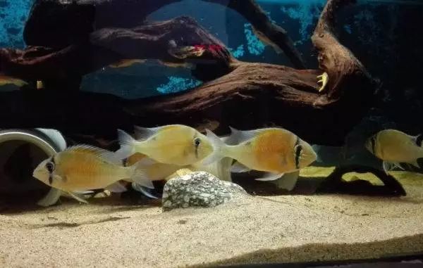 好养好看又有趣的几种观赏鱼,奇葩又好养的观赏鱼