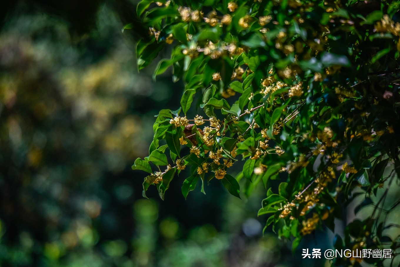 杭州九溪秋色最佳时间,杭州西湖九溪秋天几月份好看