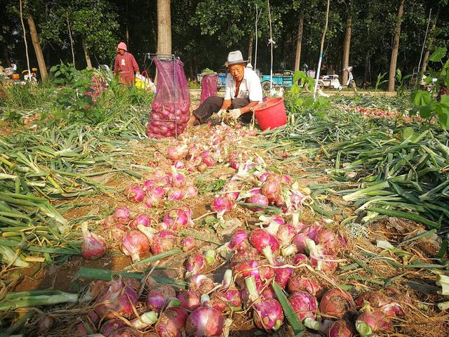 女孩520给前任送洋葱火爆全网，却意外揭开了农产品的价格之谜