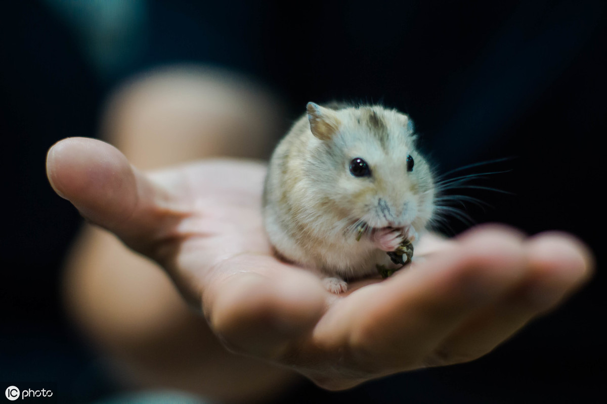 口袋宠物图鉴,口袋宠物中文版