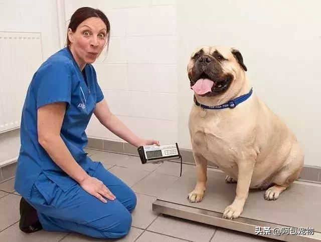 让狗狗绝育要注意什么,给狗狗绝育有什么害处吗