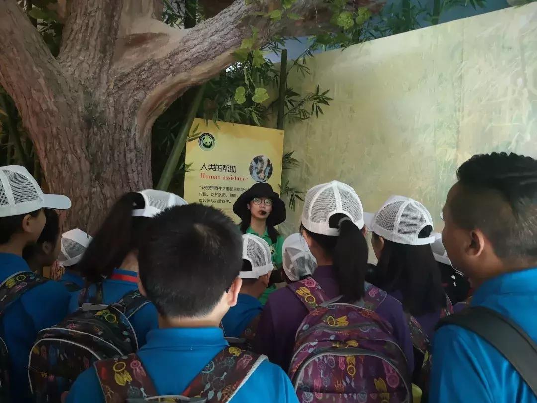 讲解大熊猫,大熊猫科普上课