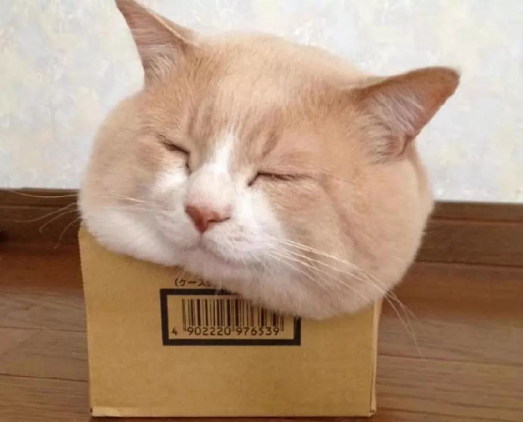 一张图证明猫是液体,众所周知猫是液体的宠物