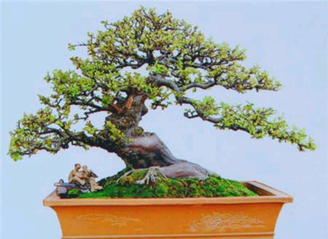 雀梅枯萎了如何补救,雀梅失枝是什么原因引起的