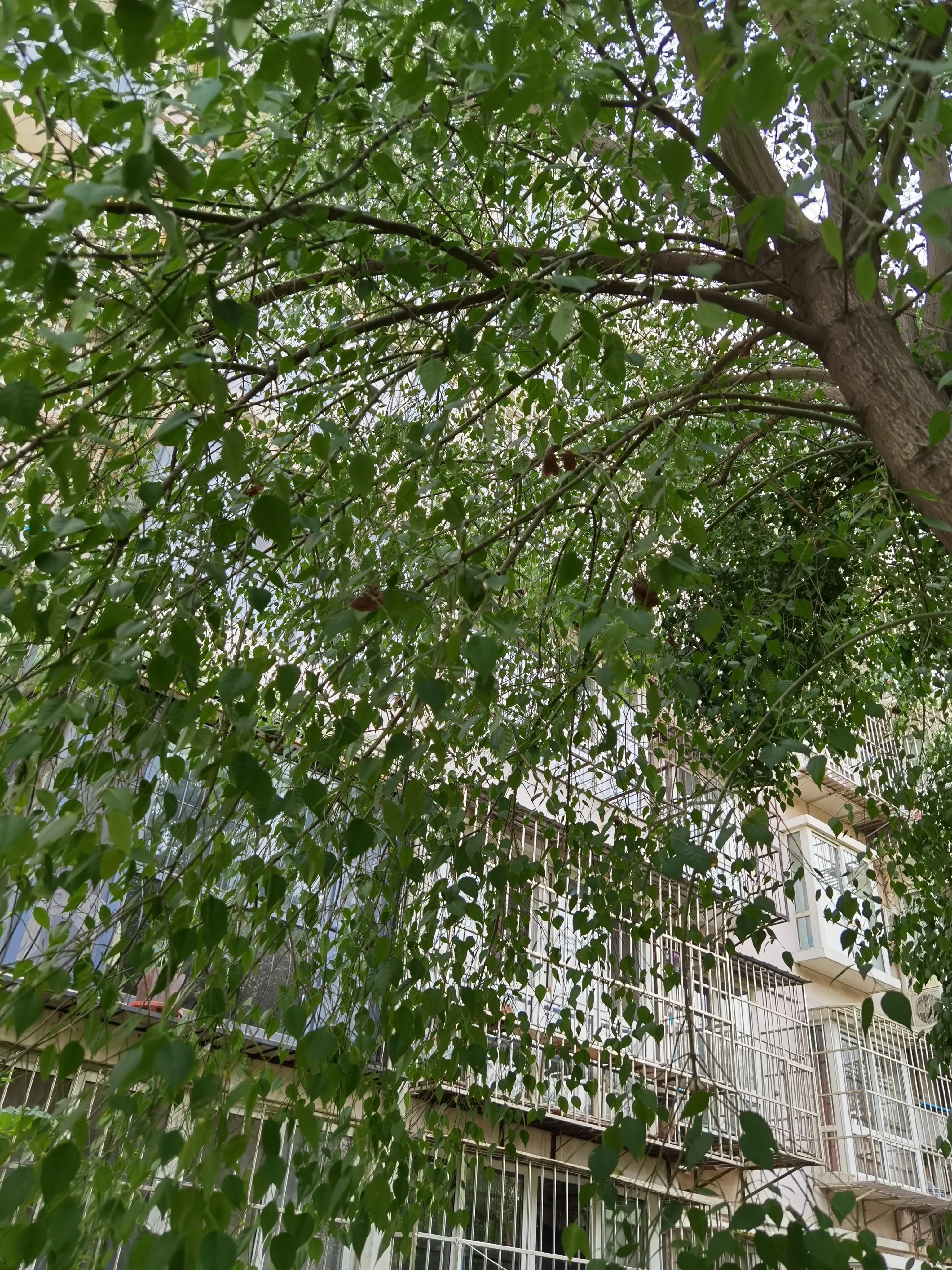 七月来了，天津小区知了钻出地面，曾经枯死的石榴树竟有发芽的