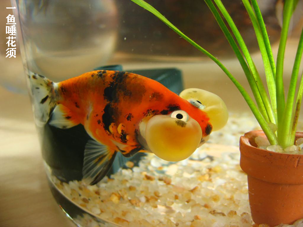 金鱼如何让水变清澈,金鱼延长寿命