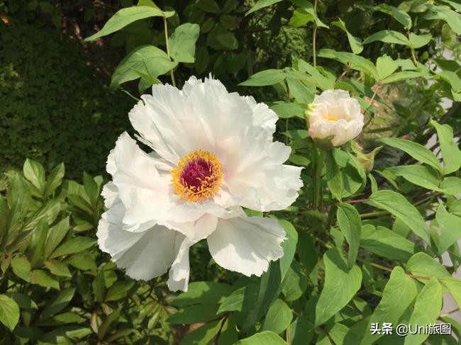 海外华人2019故乡行:去看看水漫金山的镇江金山江天禅寺,这个才是真正的金山寺,它今年真的没有被淹