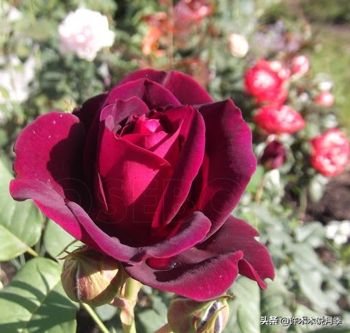 十大浓香切花月季,好看好养的月季品种推荐