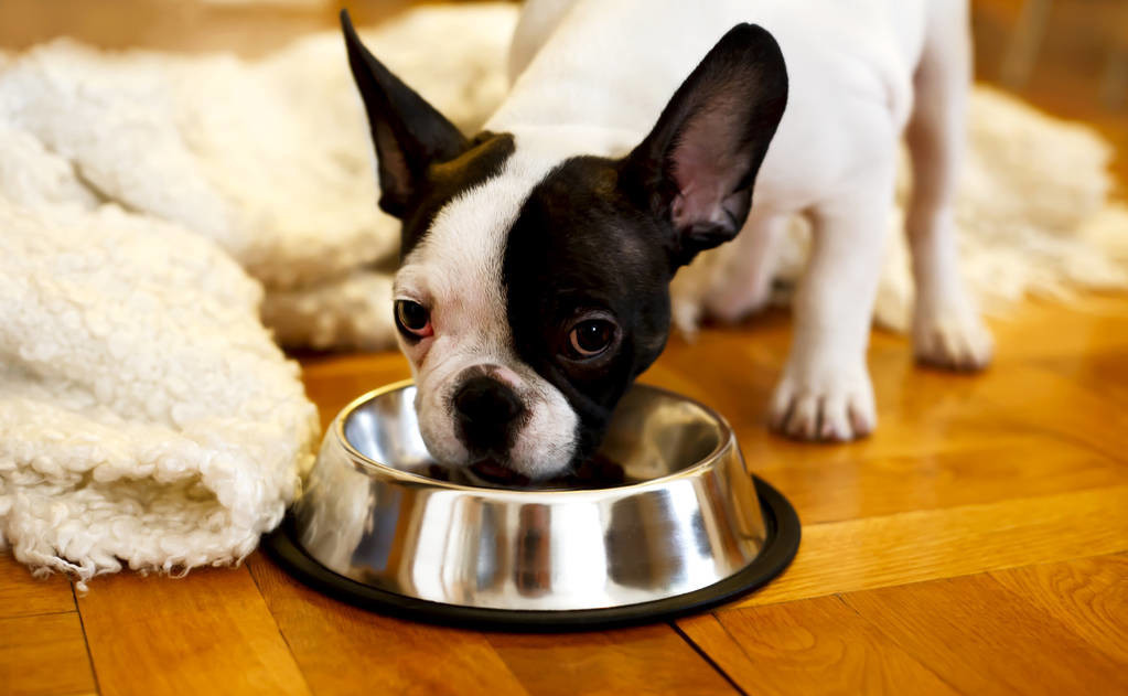 狗狗多大吃饭才不会狼吞虎咽,狗狗吃饭越吃越少以为是饭盆