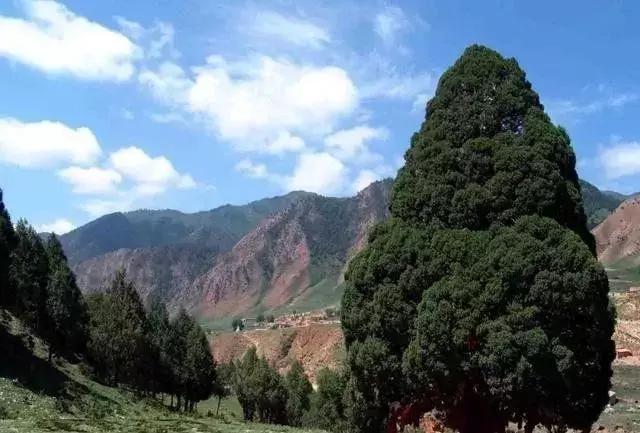 绿化苗木树种名称,绿化苗木大全名称及图片