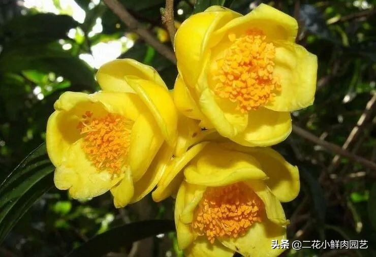 中国珍稀濒危植物保护名录,十大珍稀植物排行榜