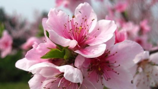 你的生日是几月对应什么花,十二个月每月的代表花及寓意