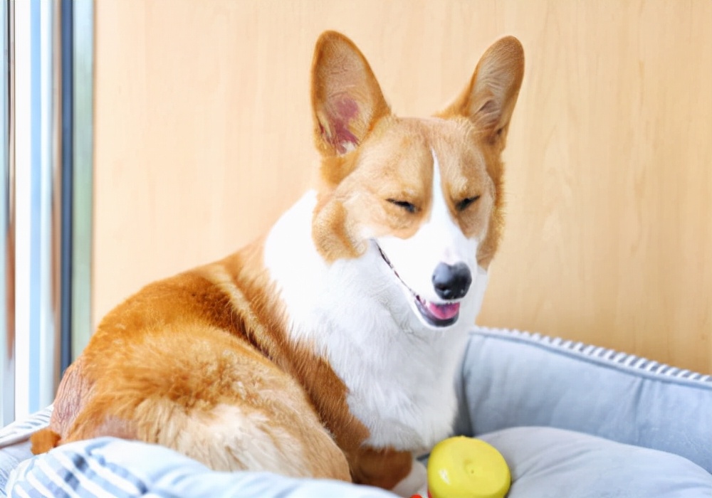 养幼崽狗狗有什么必须注意,养宠物狗的经验方法