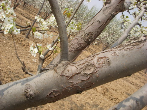 梨锈病防治方法,梨疫病与黑斑病打什么药