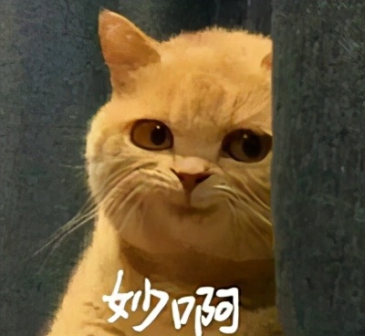 流泪猫猫头,流泪猫猫头抱小熊