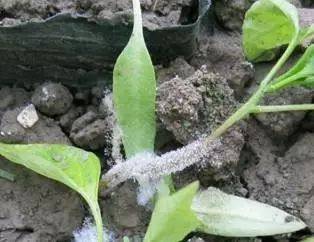 每日一课100个常识,真菌感染必备知识