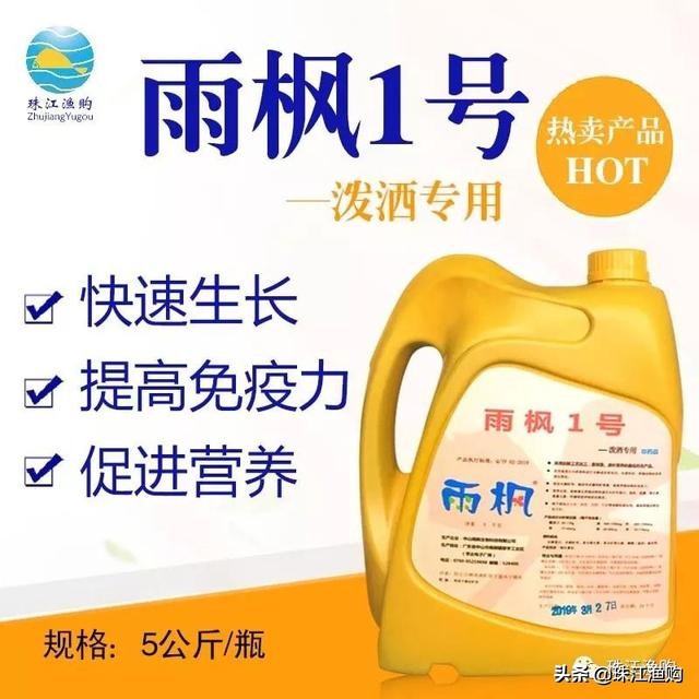 桂花鱼烂鳃怎样治,桂花鱼烂身怎么处理