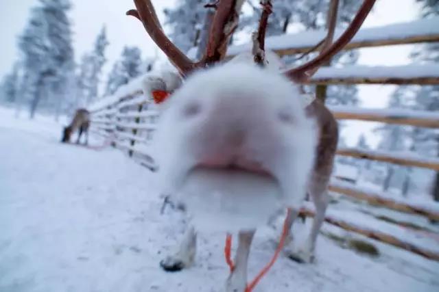 极光推荐|史上最全芬兰玻璃小屋攻略，你get了吗？
