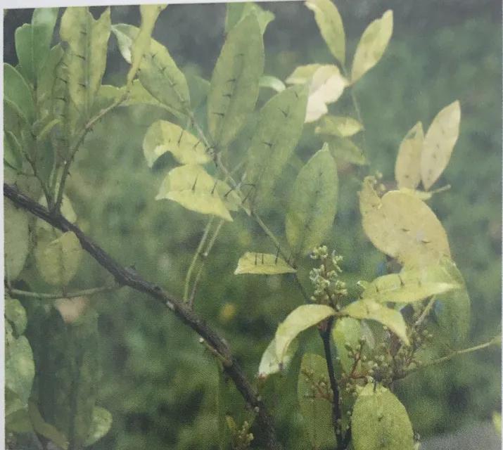 中草药牙膏两面针成分,两面针牙膏的功效和作用