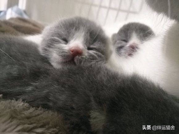 小猫因为喝羊奶粉拉稀怎么解决,小猫喝羊奶粉拉稀应该吃猫粮吗