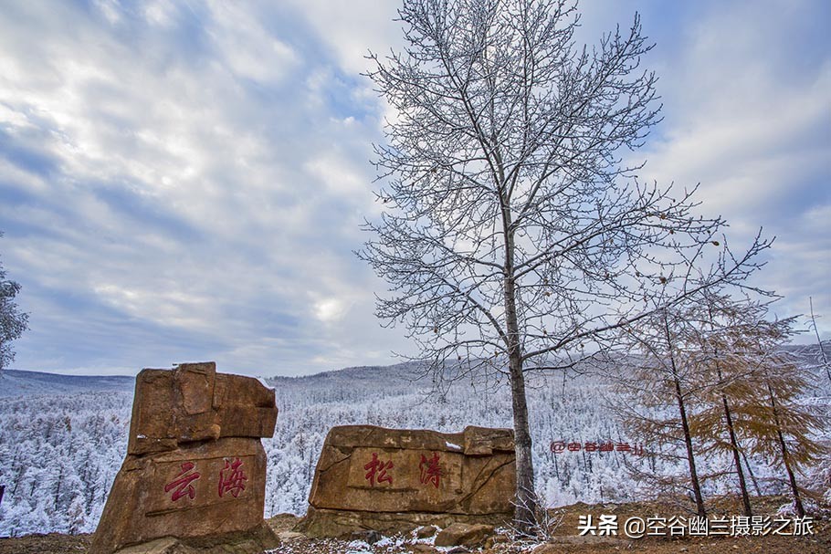 难道我误闯进了，被科考生态专家称为兴安奇景的，偃松幽径吗？