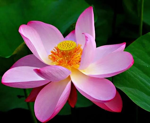 荷花品种大全及名称图片,荷花品种及名称大全图片