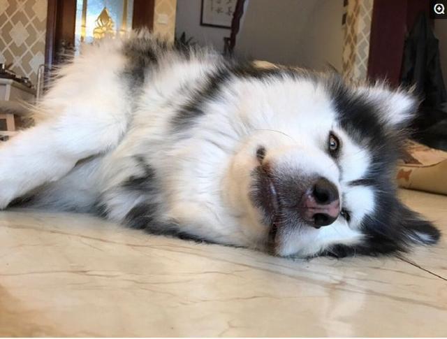 狗狗做出这五个动作是向你求救,狗狗这几个行为是在向宠主求救