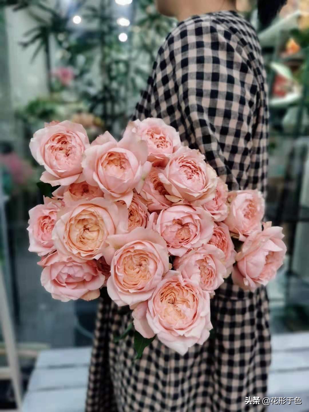 一分钟带你了解玫瑰,玫瑰花品鉴介绍