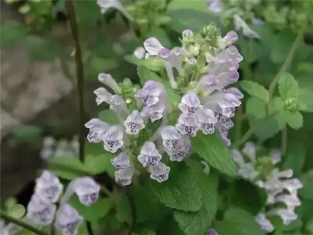 身边常见花卉识别,身边常见的树有哪些