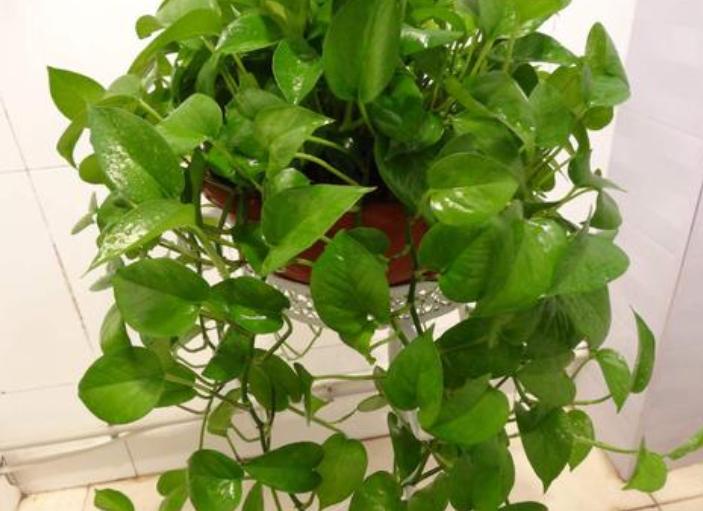 盆栽绿萝怎么养才能更旺盛小妙招,盆栽绿萝用什么营养素才好