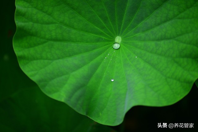荷花的叶子特征和颜色,荷花叶子品种