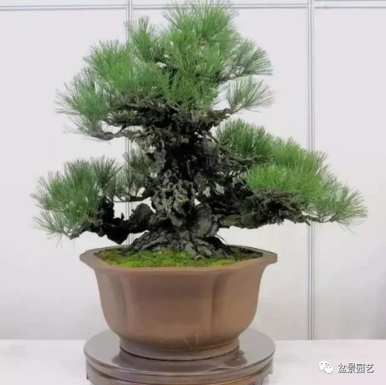 48种绝世盆景,绝世惊艳之作