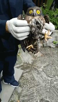 宝兴警方救助一只可爱的野生动物,保安小哥帮忙照顾走失狗狗