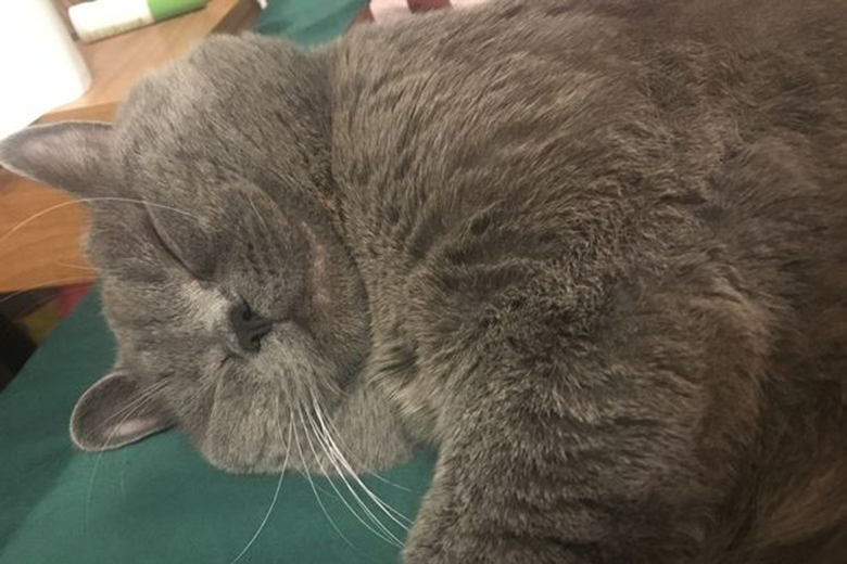 蓝猫一夜至少与五只母猫交配，啪到虚脱，最后被紧急送往医院输液