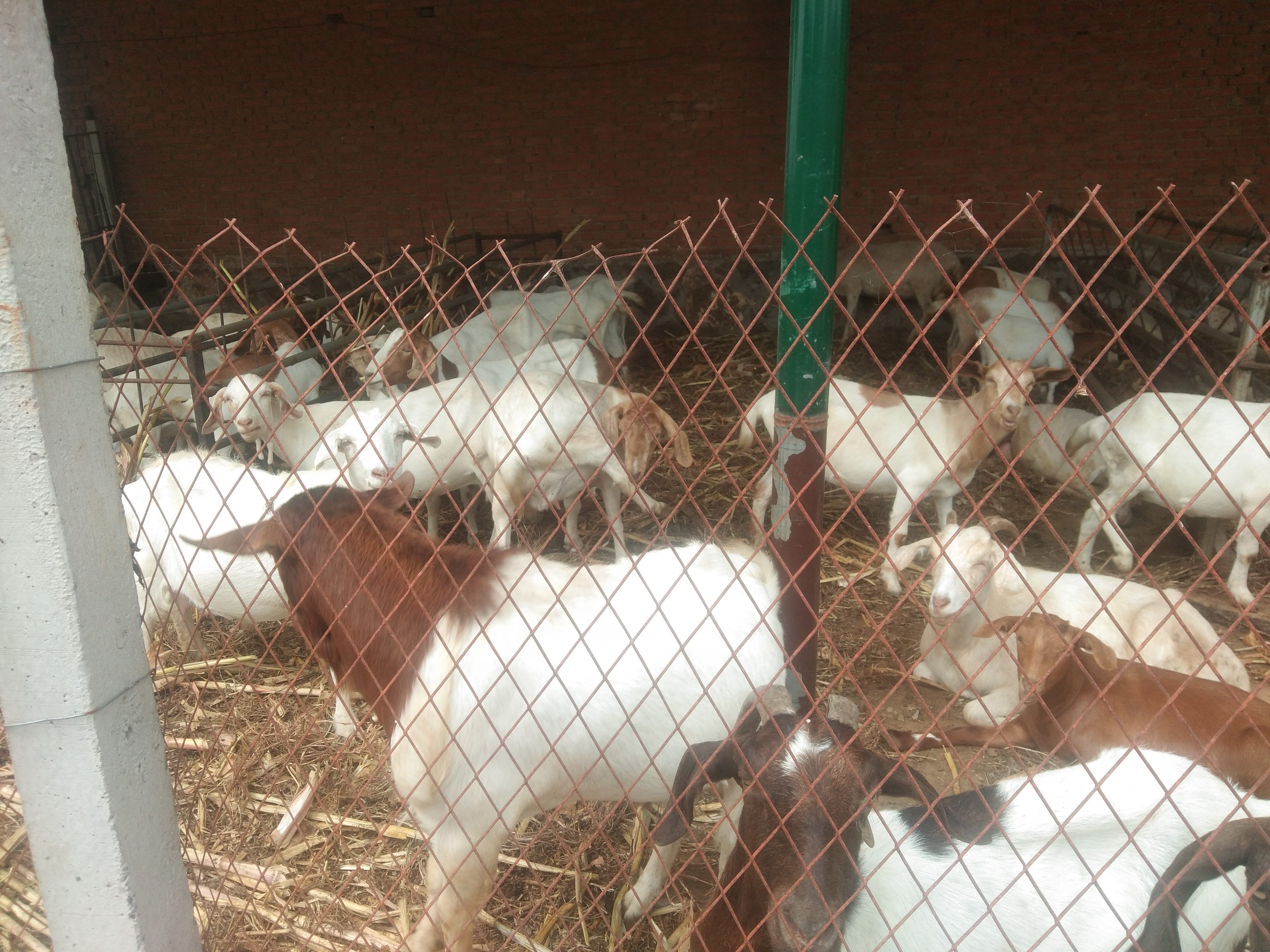 养殖户学习技巧,学习给羊打针技术