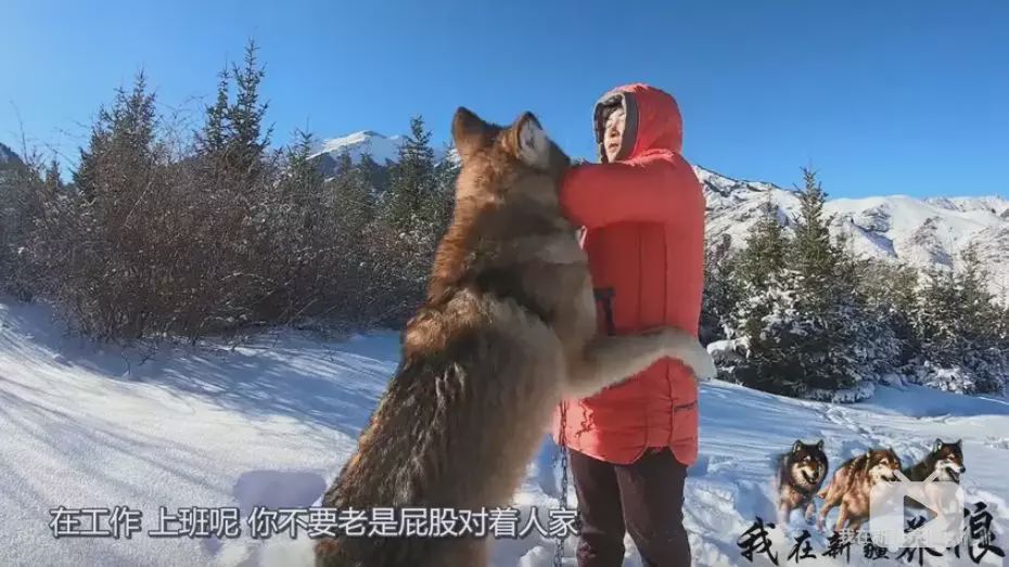 养狼disco：我在*疆新**，把狼养成了哈士奇
