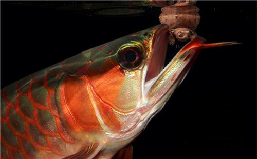 养龙鱼会出现什么病,养龙鱼有什么风水讲究和忌讳