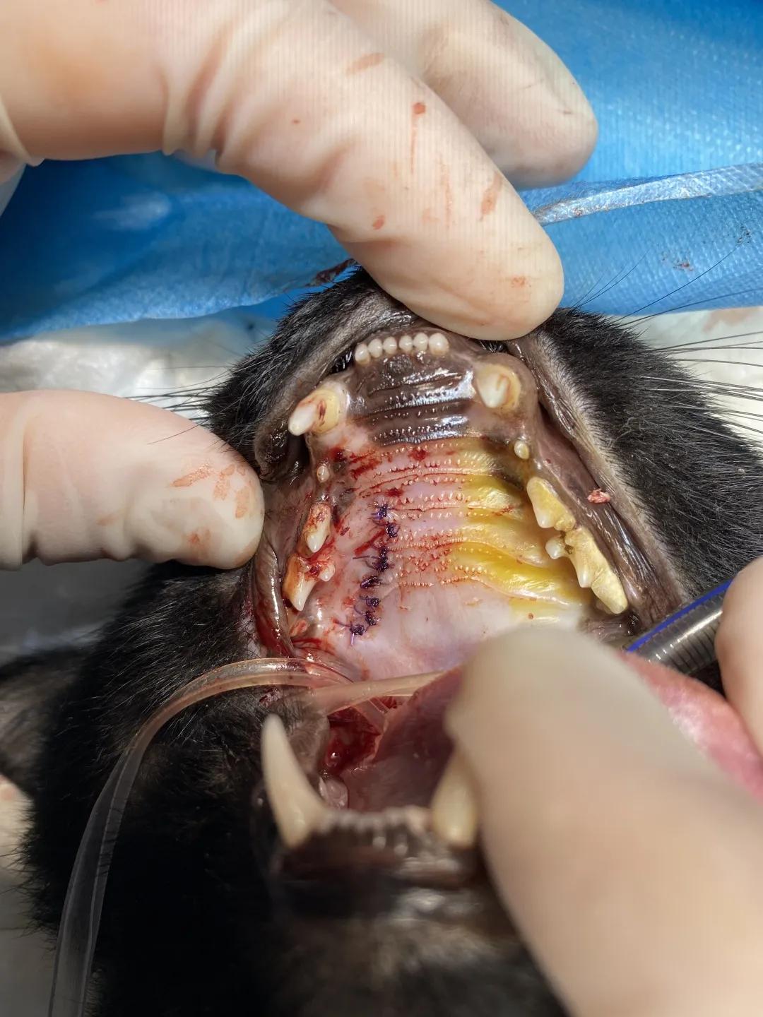 狗狗身上有肿块起脓是怎么回事,如果狗狗身上有虫子怎么办