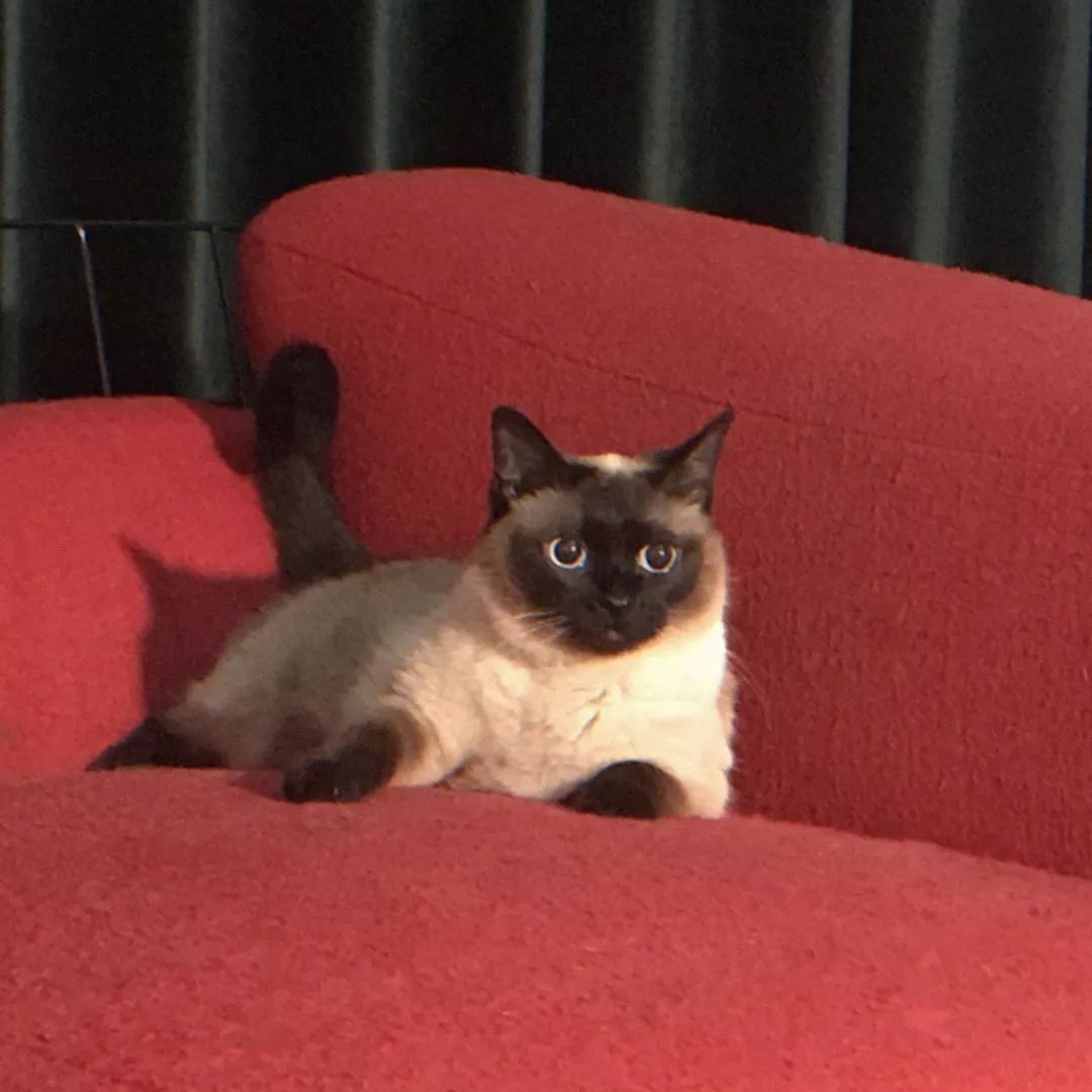 一只鸭子一万五元,一只鸭子一万多