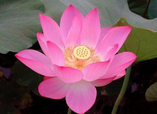 荷花种植时间是几月份,荷花种植多长时间开花